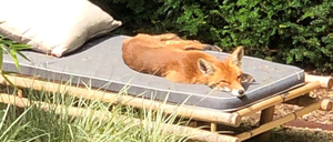 In Zehlendorf lassen es sich auch die Füchse gutgehen.