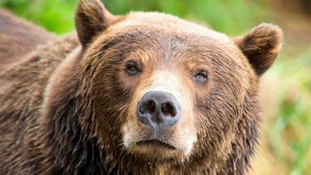 In Alaska kommt der Braunbär in mehreren Unterarten vor.