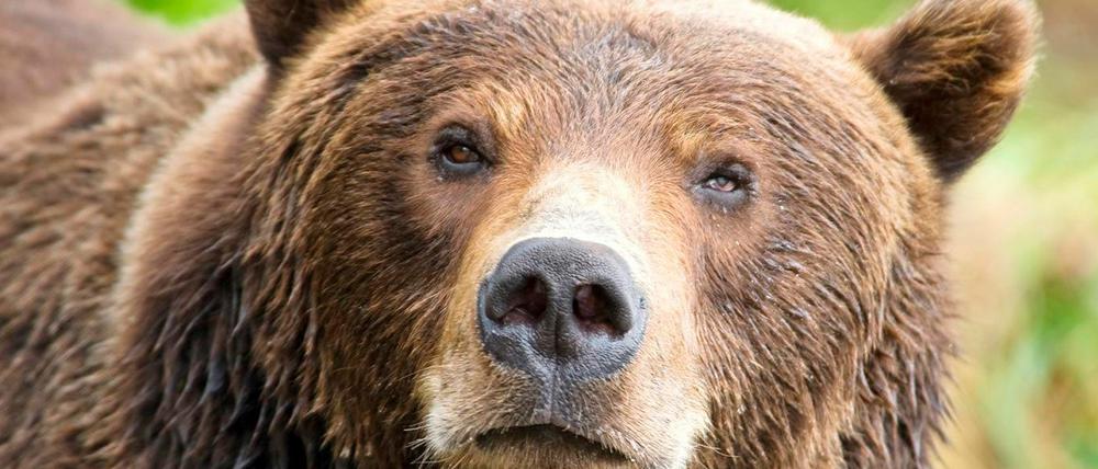 In Alaska kommt der Braunbär in mehreren Unterarten vor.