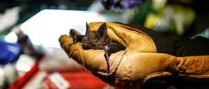 Eine Fledermaus wird gefangen, um die Artenvielfalt im Südosten Perus zu erfassen.