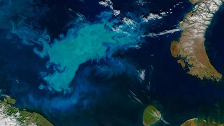 Satellitenaufnahme einer Algenblüte in der Barentssee