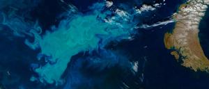 Satellitenaufnahme einer Algenblüte in der Barentssee