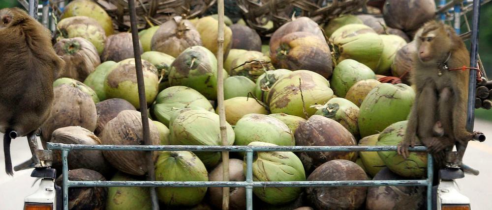 Zwei Affen sitzen auf der mit Kokosnüssen beladenen Ladefläche eines Transporters. Tierschützer werfen den Farmen vor, die Tiere zu missbrauchen.
