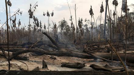 Niedergebrannt, um Geld zu verdienen: Rodungen in Brasilien rücken EU in schlechtes Licht.