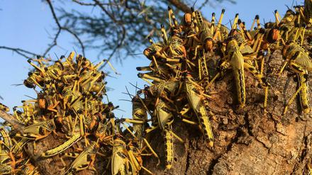 Heuschrecken ruhen auf einem Baum in Lodwar, Kenia.