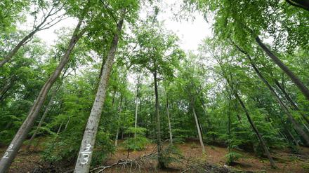Waldsterben – die Lage ist ernst.