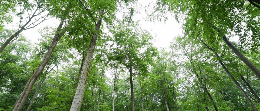 Waldsterben – die Lage ist ernst.