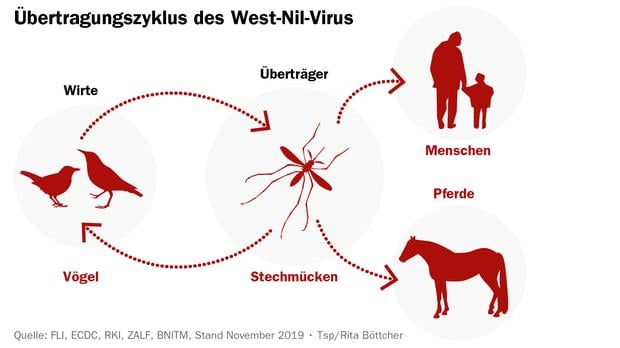 Infografik: Übertragungszyklus des West-Nil-Virus