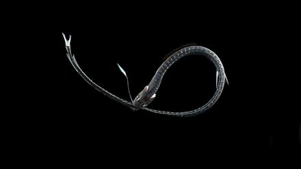 Der ultraschwarze pazifische Schwarze Drachenfisch (Idiacanthus antrostomus) lockt Beute mit einem leuchtenden Organ am Kopf. Seine ultraschwarze Haut und durchsichtige, antireflektierende Zähne verhindern, dass er sich dabei selbst beleuchtet.