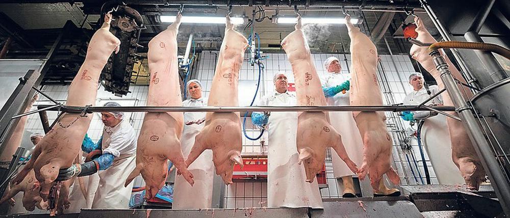 Bis zu 16 Stunden am Tag sind die Schlachter und Zerleger im Einsatz. Das Gesetz zieht die Höchstgrenze bei zehn Stunden.