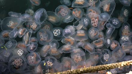 Ohrenquallen (Aurelia aurita) sich in diesem Jahr in großen Mengen viel früher als sonst in der Ostsee ausgebreitet und sie sind besonders groß.