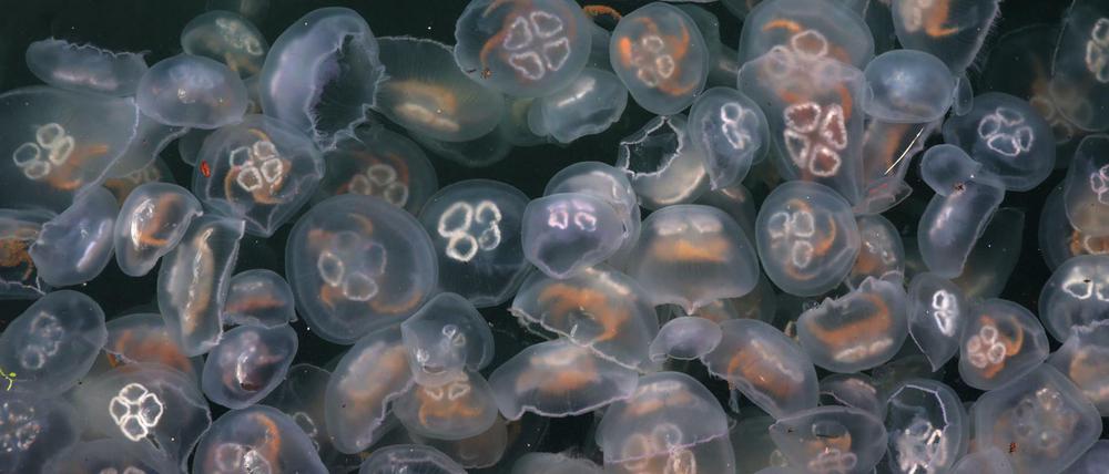 Ohrenquallen (Aurelia aurita) sich in diesem Jahr in großen Mengen viel früher als sonst in der Ostsee ausgebreitet und sie sind besonders groß.