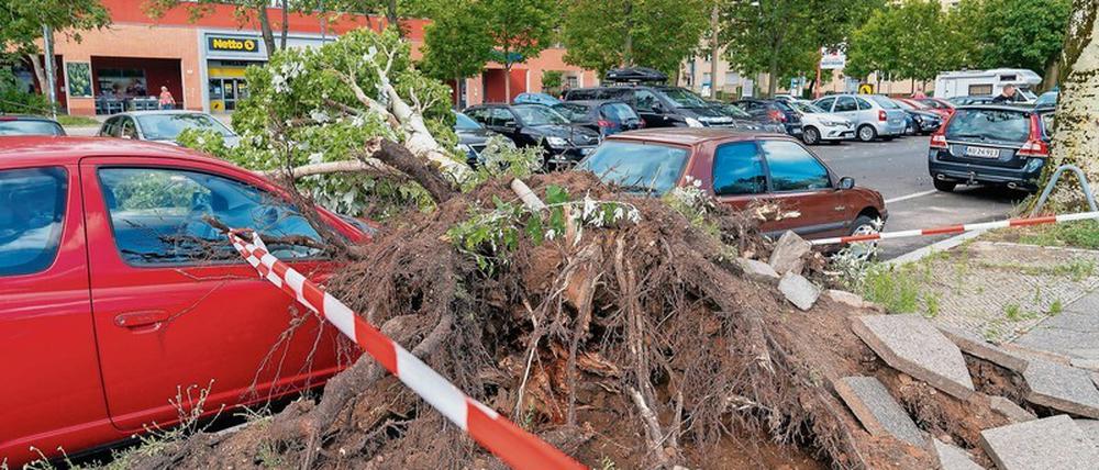 Das Gewitter am Montag traf vor allem die nördliche Innenstadt wie hier in der Erich-Weinert-Straße in Prenzlauer Berg. Die Häufung trockenheißer Sommer und ihr teils stattliches Alter erhöhen die Bruchgefahr der Berliner Straßenbäume.