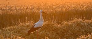 Der Storch steht in einem Brandenburger Triticale-Feld. Triticale ist eine Kreuzung aus Weizen und Roggen, die der Ökolandbau interessant findet. 
