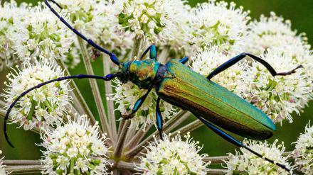 Wer mit Insekten zählt, könnte zum Beispiel einen grüner Moschusbock zu Gesicht bekommen.