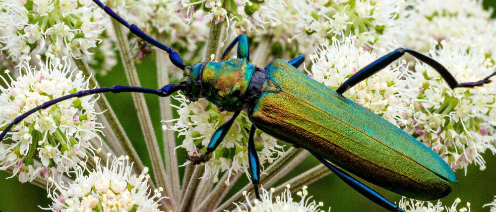 Wer mit Insekten zählt, könnte zum Beispiel einen grüner Moschusbock zu Gesicht bekommen.
