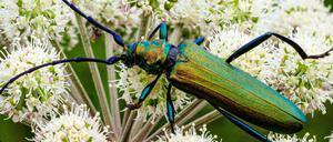 Wer mit Insekten zählt, könnte zum Beispiel einen grüner Moschusbock zu Gesicht bekommen.