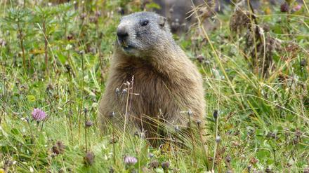 Aufgepasst: Jetzt beginnt die Jagd auf Murmeltiere. Viele entkommen, weil sie wachsam sind. 