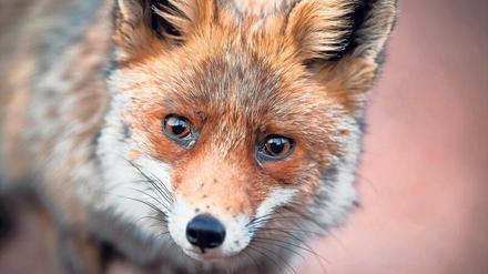 Immer neugierig. Der Rotfuchs in freier Wildbahn. 