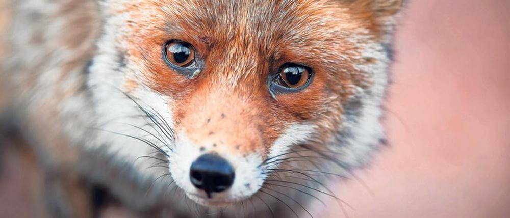 Immer neugierig. Der Rotfuchs in freier Wildbahn. 
