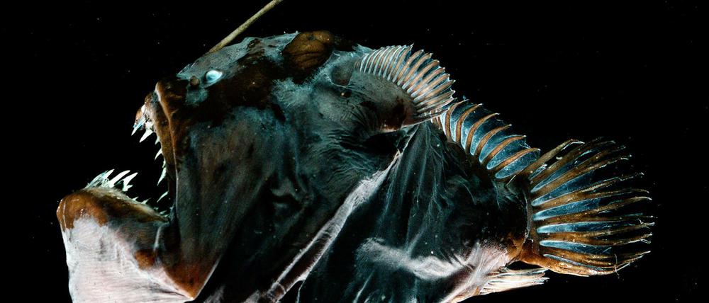 Ein weiblicher Anglerfisch der Art Melanocetus johnsonii ist nur 75 Millimeter groß, aber das Männchen, das an ihrem Bauch hängt, ist mit 23,5 Millimetern sogar noch kleiner.