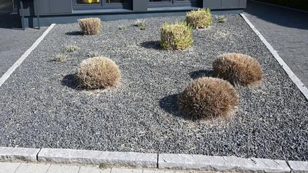 Schottergarten mit kargen Büschen.