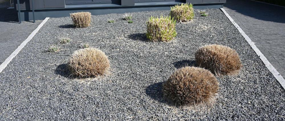 Schottergarten mit kargen Büschen.