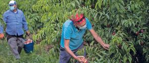 Erntehelfer (hier im spanischen Fraga) sollten als unverzichtbar für die Nahrungsmittelversorgung behandelt werden, raten Forscher, um die Lebensmittelversorgung sicherzustellen.