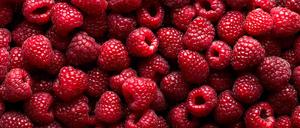 Haarige Kerlchen, aber super lecker: Himbeeren gehören zu den Sammelsteinfrüchten. Eine "Beere" besteht aus einer Vielzahl kleiner Früchte. 