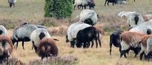 Schön ist die Heide. Hier wuchs unsere Autorin auf.