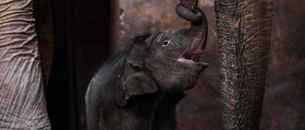 Elefant reimt sich auf "brillant"