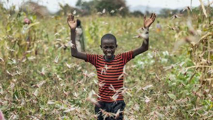 Kenia, Katitika: Der Sohn eines Bauern versucht einen Schwarm Wüstenheuschrecken von einem Feld zu vertreiben.