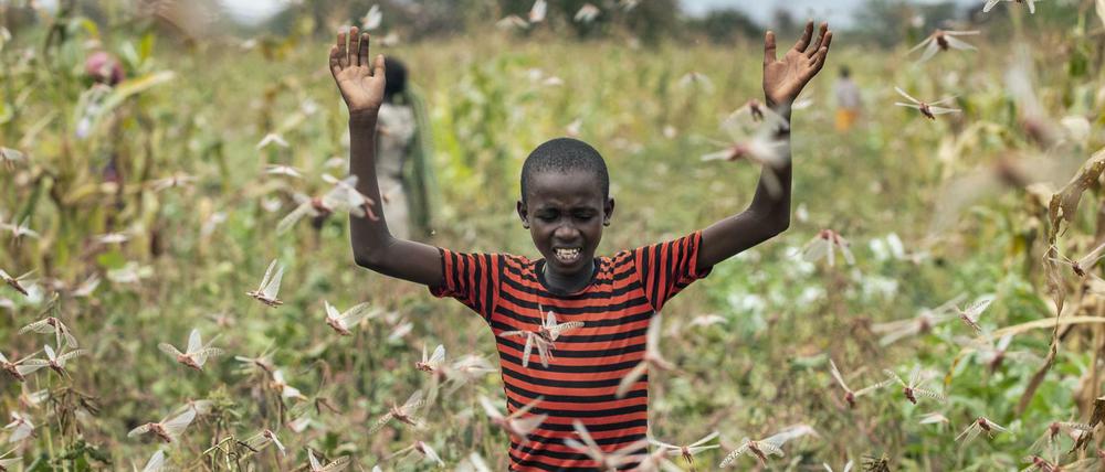 Kenia, Katitika: Der Sohn eines Bauern versucht einen Schwarm Wüstenheuschrecken von einem Feld zu vertreiben. 