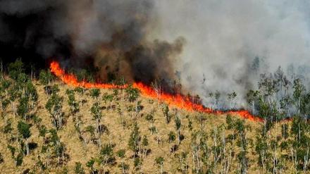 Blick auf eine Rauchwolke während eines Waldbrandes im Loben-Moor zwischen Gorden-Staupitz, Hohenleipisch und Plessa. 