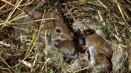 Bis zu 13 Junge pro Wurf: Feldmäuse sind extrem fruchtbar. 