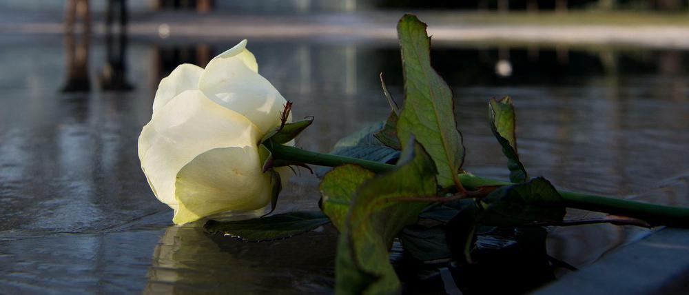 Symbol des Wiederstands: Eine weiße Rose liegt vor dem Denkmal der im Holocaust ermordeten Sinti und Roma.