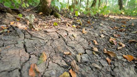 Spuren der Hitze und Trockenheit: Risse ziehen sich durch einen Waldboden in Weil im Schönbuch.