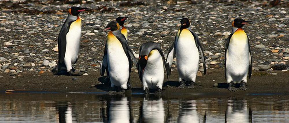 Fünf Königspinguine stehen an einem steinigen Strand und spiegeln sich im ruhigen Wasser