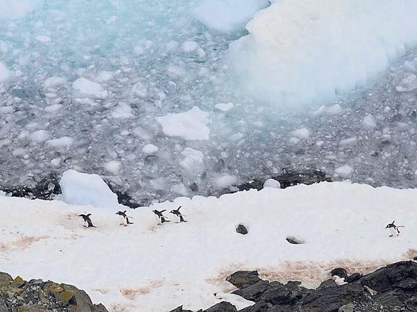 Sieben Eselspinguine laufen über ein eisbedecktes Ufer. Im Wasser schwimmen Eisschollen.