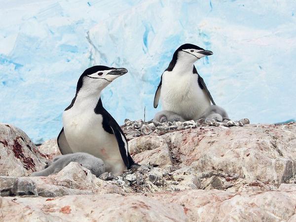 Zwei Zügelpinguine sitzen auf ihren Nestern mit grauen Küken.