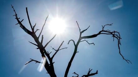 Immer heißer, immer gefährlicher für die Gesundheit. Experten fordern Anpassungsstrategien an den Klimawandel.