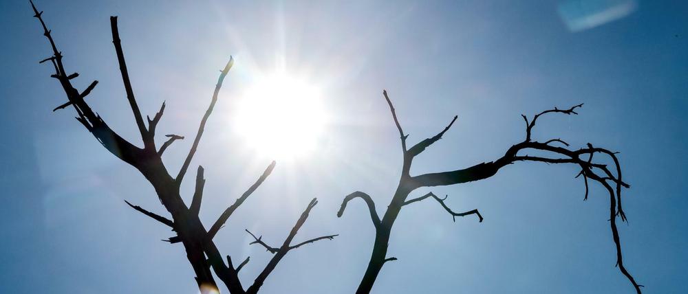 Immer heißer, immer gefährlicher für die Gesundheit. Experten fordern Anpassungsstrategien an den Klimawandel.