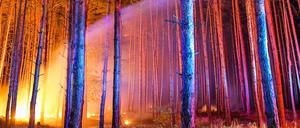 Am Stadtrand kämpfen die Berliner und Brandenburger Feuerwehr gegen die Flammen an.