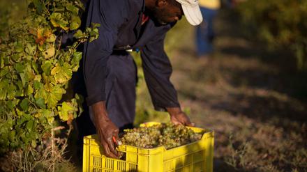 Die Weinlese in Südafrika verläuft nicht immer menschenrechtskonform. 