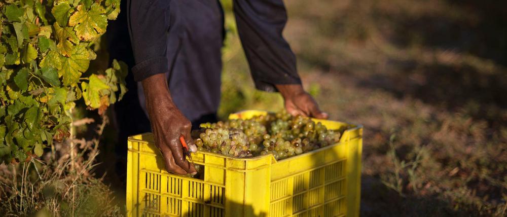 Die Weinlese in Südafrika verläuft nicht immer menschenrechtskonform. 