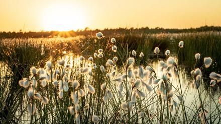 Abgründige Schönheit. Ein norddeutsches Moor mit Wollgras im abendlichen Gegenlicht.
