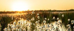 Abgründige Schönheit. Ein norddeutsches Moor mit Wollgras im abendlichen Gegenlicht.