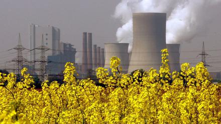 Biomasse kann fossile Brennstoffe in der Stromproduktion ersetzen. Anstelle von Rapsöl kommt dafür aber eher holzige Biomasse infrage.