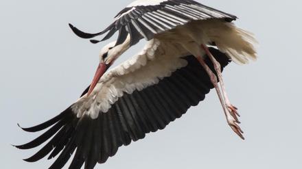 Ein Weißstorch fliegt am Himmel. In Brandenburg wird dieser Anblick immer seltener.