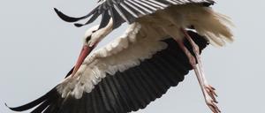Ein Weißstorch fliegt am Himmel. In Brandenburg wird dieser Anblick immer seltener.